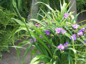 Paganyti akims. D. Janavičienės nuotr. 