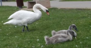 Užauginti vaikus su meile. D. Janavičienės nuotr.