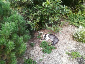 Katė šiame romane svarbus personažas